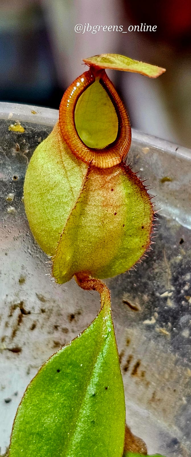 Nepenthes mirabilis x Viking - Rare Carnivorous Pitcher Plant