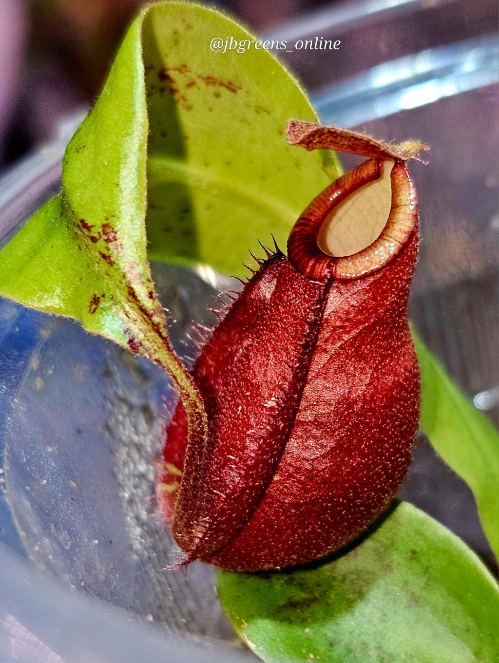 Nepenthes ampullaria x Viking Red - Rare Carnivorous Pitcher Plant
