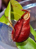 Nepenthes ampullaria x Viking Red - Rare Carnivorous Pitcher Plant