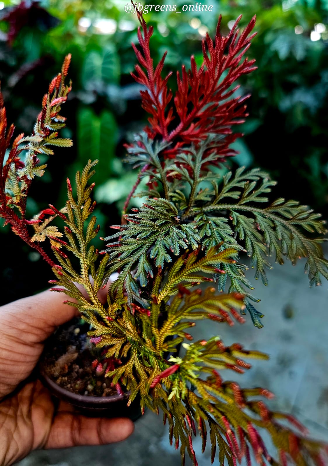Red Ruby Moss (Selaginella erythropus) – Healthy Potted Plant