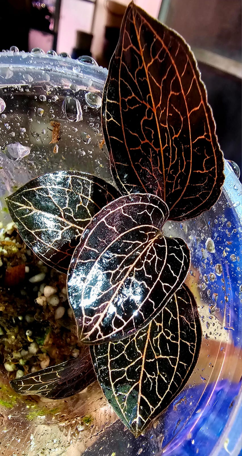 Anoectochilus roxburghii Red – Jewel Orchid (One Plant)
