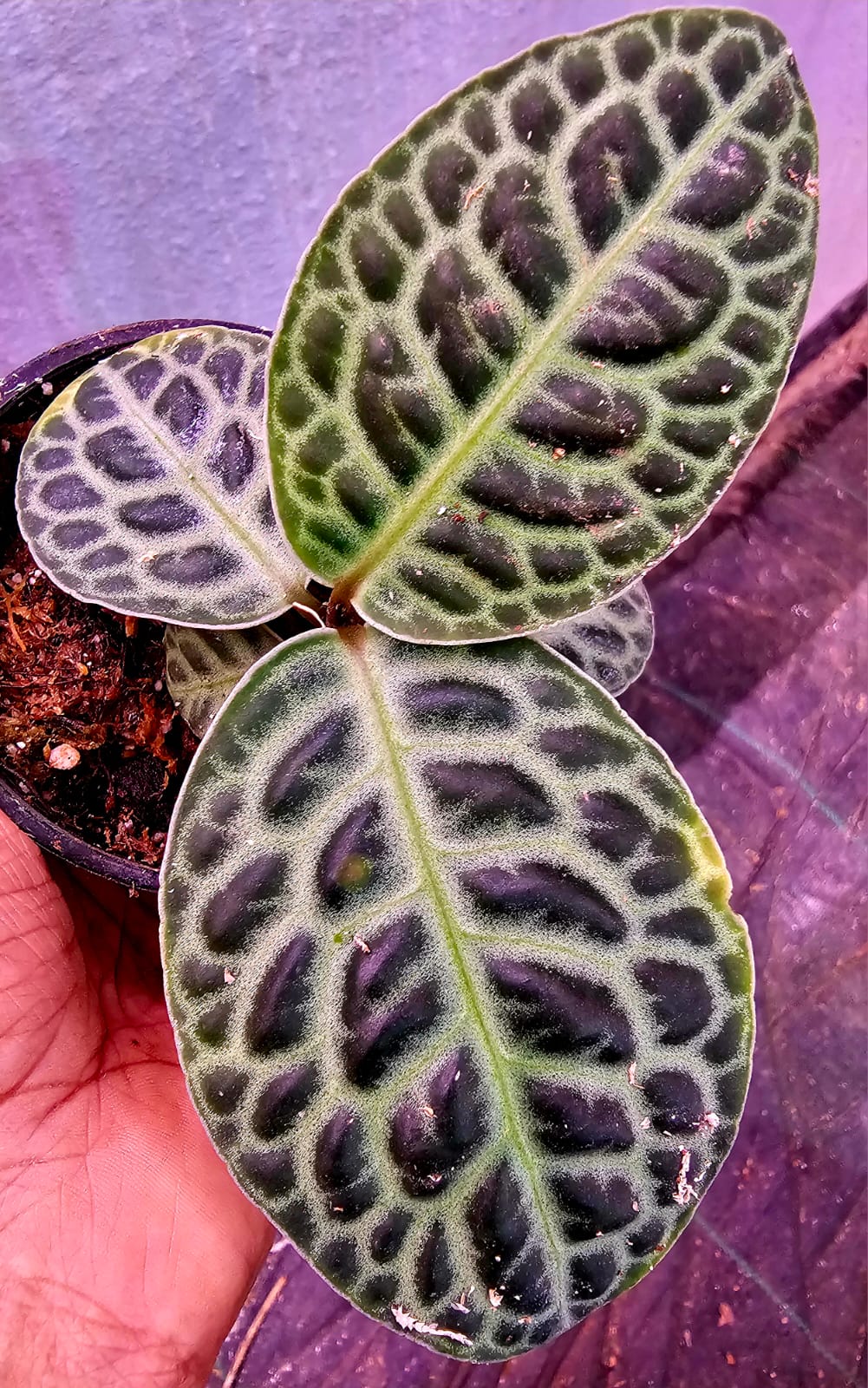 Labisia ‘Turtle Back’ – Rare Foliage Plant (One Plant)