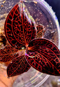 Anoectochilus albolineatus ‘Ladies Best Friend’ – Jewel Orchid (One Plant)