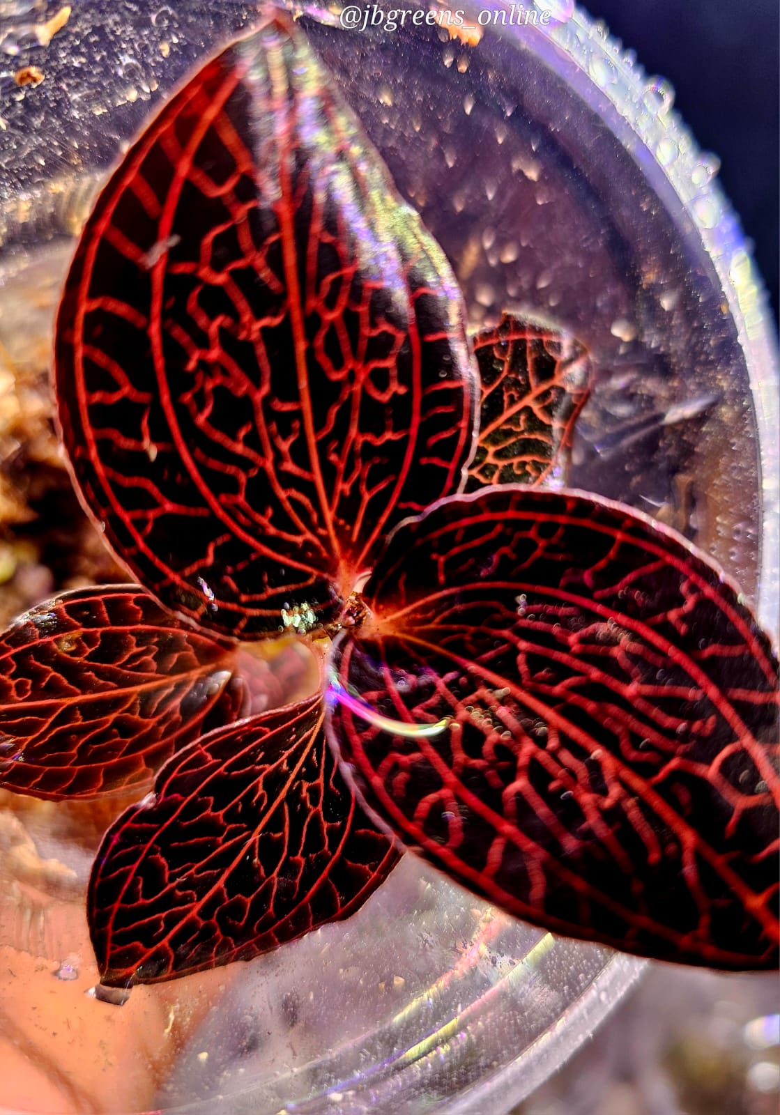 Anoectochilus albolineatus ‘Ladies Best Friend’ – Jewel Orchid (One Plant)