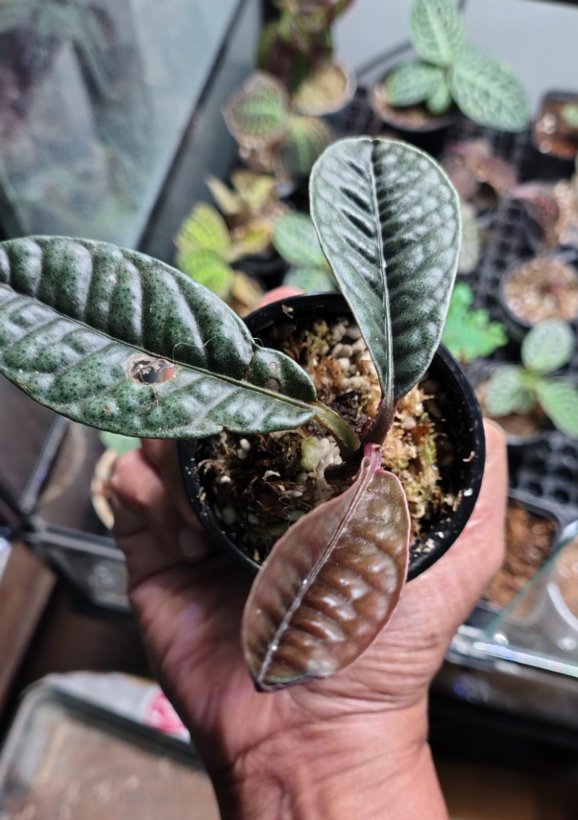 Labisia ‘Rhino Back’ – One Potted Plant