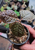 Labisia ‘Snake Skin’ – One Potted Plant