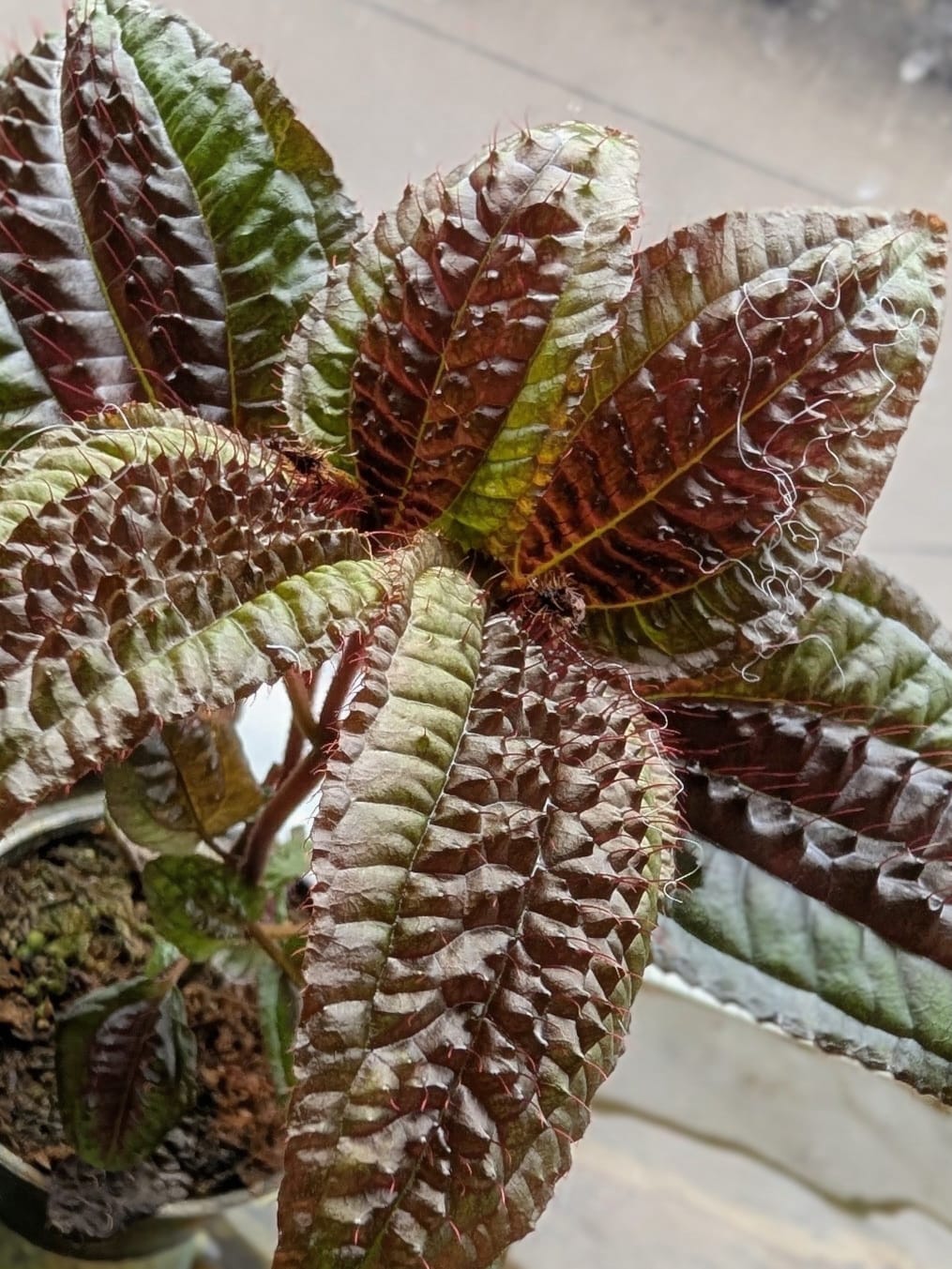 Triolena Pustulata – Rare Iridescent Terrarium Plant
