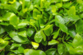 Anubias Nana Gold Leaf Mini