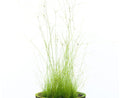 Eleocharis Vivipara TC Pot - Tall Background Hairgrass