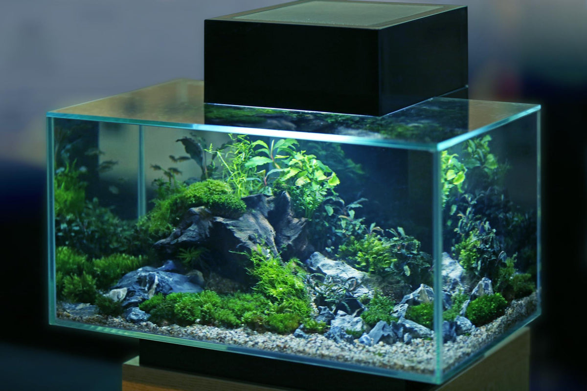 aquascaping-planted-tanks.jpg