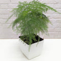 asparagus ming fern
