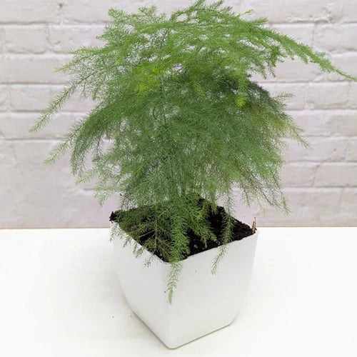 asparagus ming fern