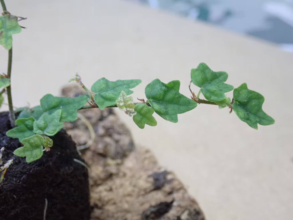 Ficus Quercifolia - Rare Rooted Stem Cutting for Terrariums, 3 Inch