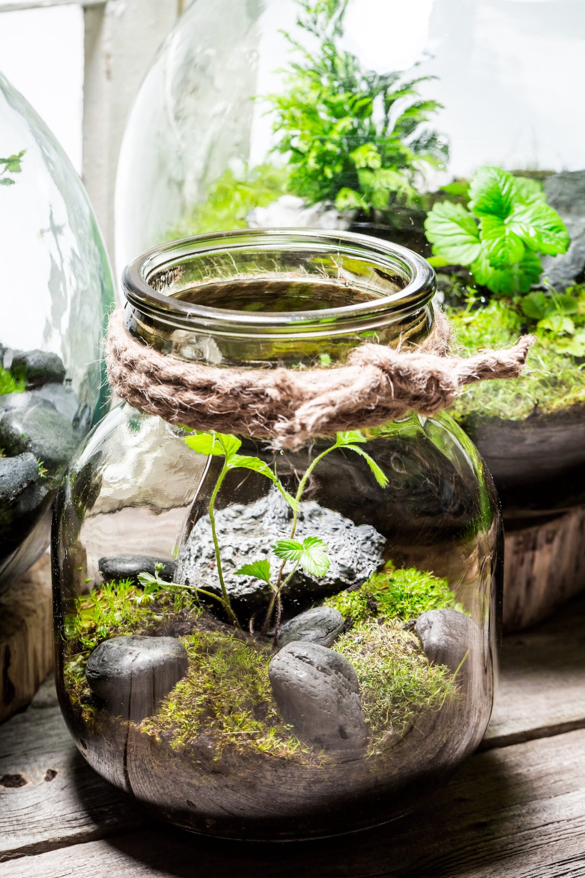 beautiful-jar-with-live-green-forest-with-self-ecosystem.jpg