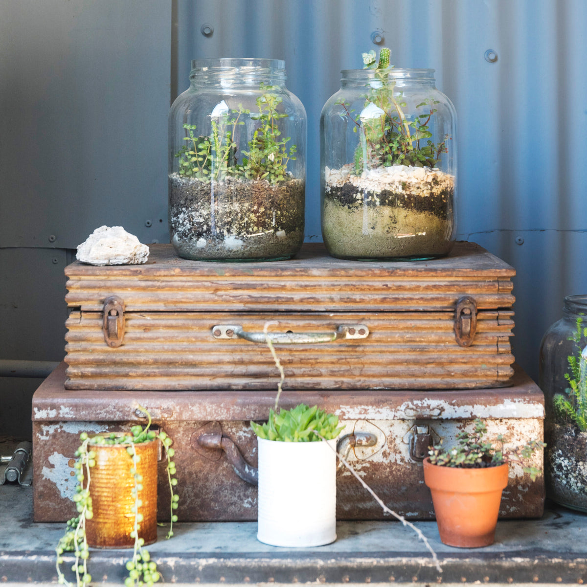 beginners-guide-to-terrarium.jpg