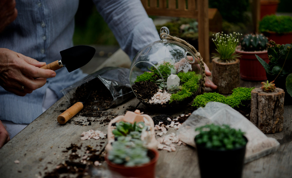 diy-terrarium-kits.jpg