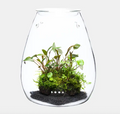 Dooa Glass Pot Shizuku Terrarium Planter