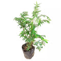 Chinese Dwarf Bamboo