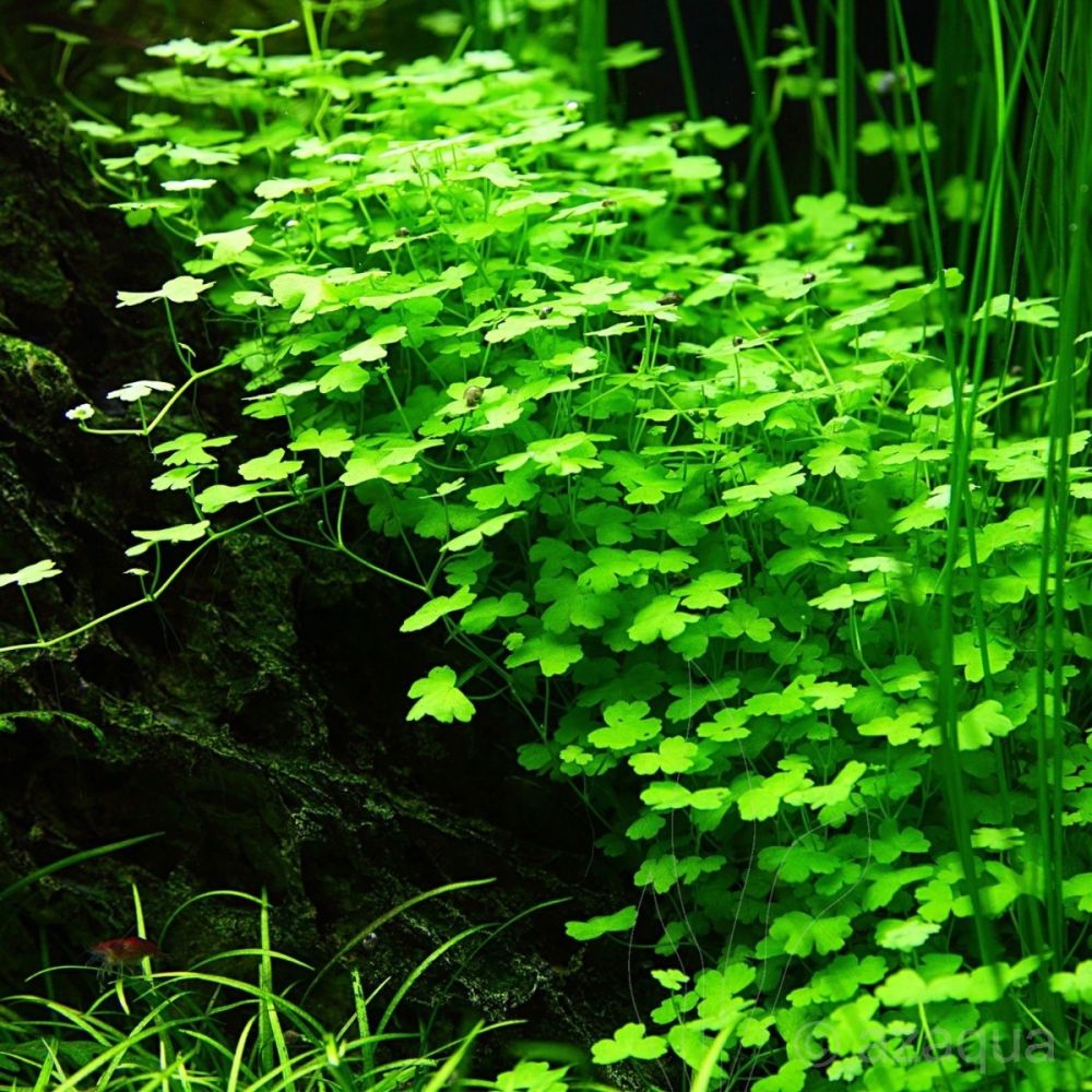 Hydrocotyle Tripartita TC Pot - Carpeting Plant for Planted Tanks & Terrariums
