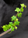 Ficus Quercifolia - Rare Rooted Stem Cutting for Terrariums, 3 Inch