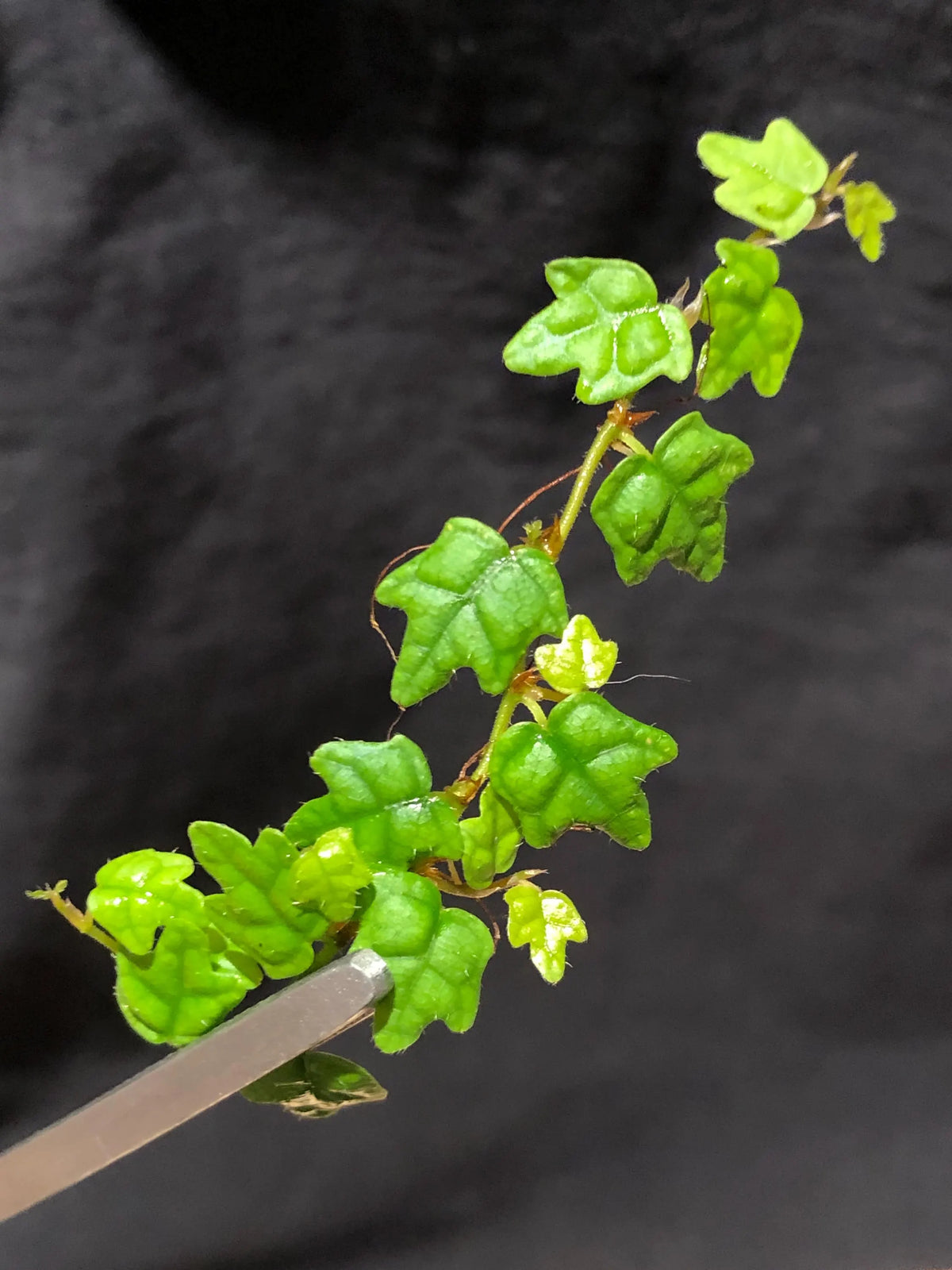 Ficus Quercifolia - Rare Rooted Stem Cutting for Terrariums, 3 Inch