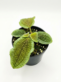 Phyllagathis sp. 1