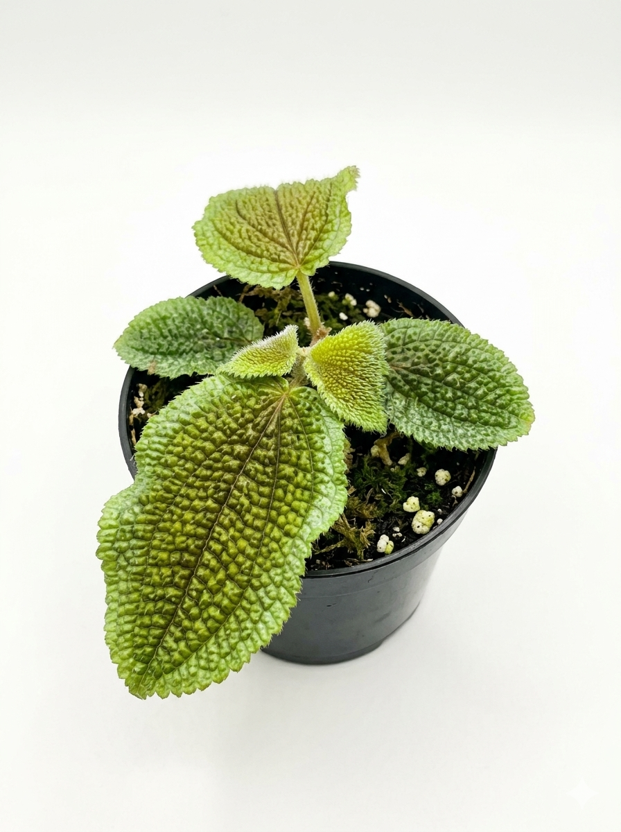 Phyllagathis sp. 1
