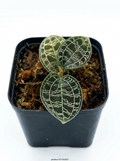 macodes petola platinum