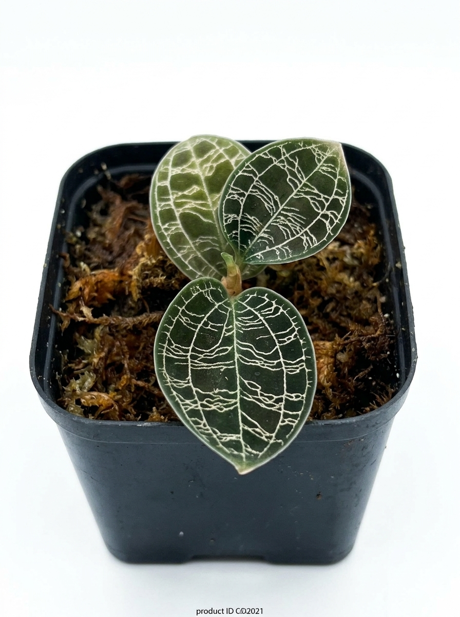 macodes petola platinum