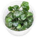 Anubias Nana Coin leaf Big Bunch