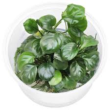 Anubias Nana Coin leaf Big Bunch