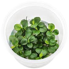 Anubias Nana Petite Premium Mini