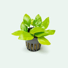 Anubias Nana Gold Leaf Mini