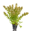 Bacopa Caroliniana – Live Aquarium Plant