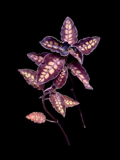 Cystorchis sp. Borneo (Borneo Jewel Orchid) - Rare Terrarium Plant