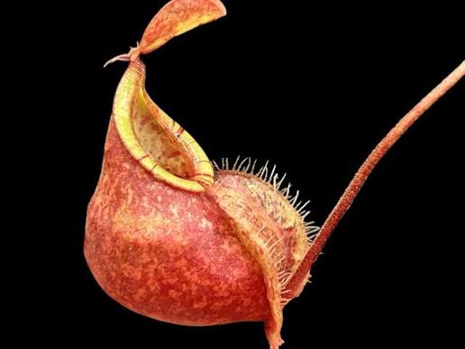 Nepenthes ampullaria x Viking Red - Rare Carnivorous Pitcher Plant