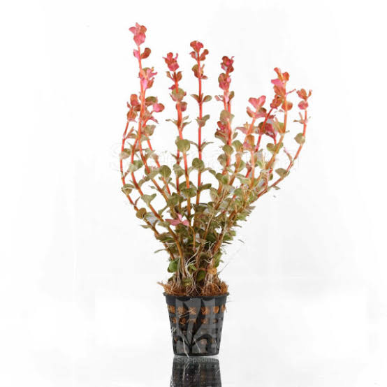 Rotala Rotundifolia Red - Thick Bushy Potted Aquarium Plant