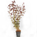 Ludwigia Repens TC Pot - Reddish Stem Plant for Planted Tanks