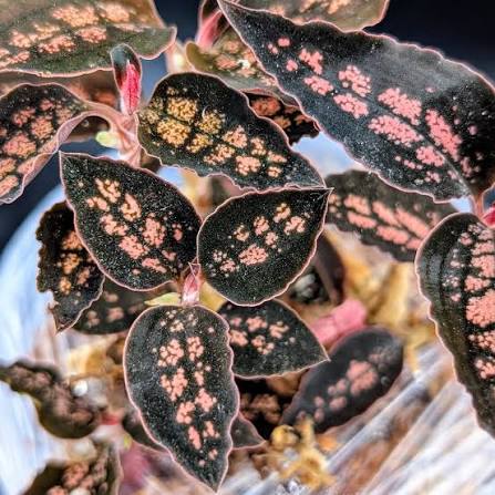 Cystorchis 'Red Papua' - Rare Jewel Orchid