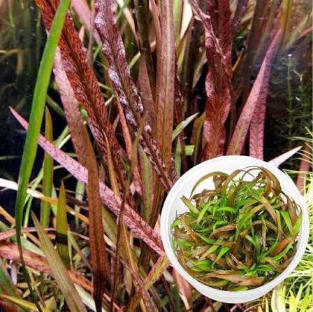 Cryptocoryne Spiralis Red TC Pot - Reddish Foreground Aquarium Plant