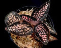 Cystorchis 'Red Papua' - Rare Jewel Orchid