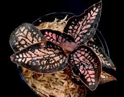Cystorchis 'Red Papua' - Rare Jewel Orchid