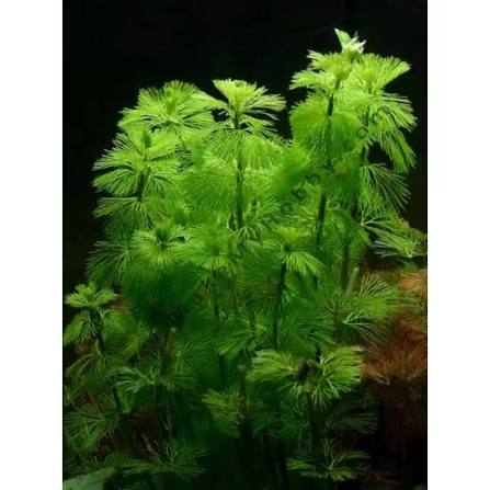 Cabomba – Live Aquarium Plant (10 Stems)