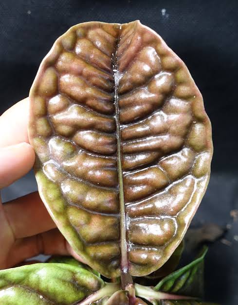 Labisia ‘Rhino Back’ – One Potted Plant
