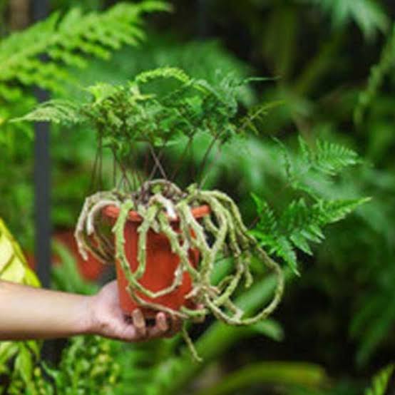 Rabbit’s Foot Fern