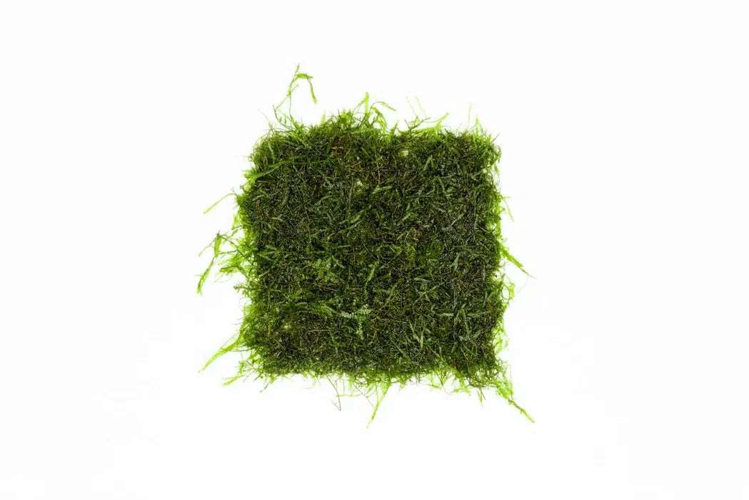Stainless Steel Moss Grid