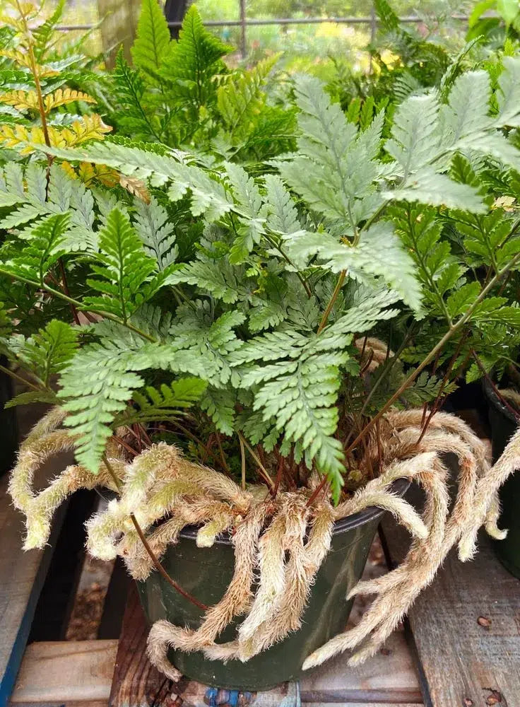 Rabbit’s Foot Fern