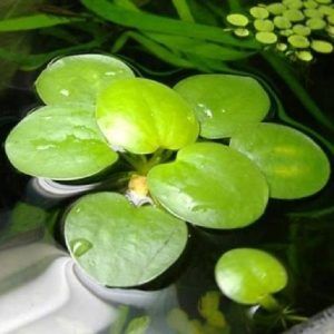 Amazon Frogbit - Pack of 10 Floating Aquarium Plants