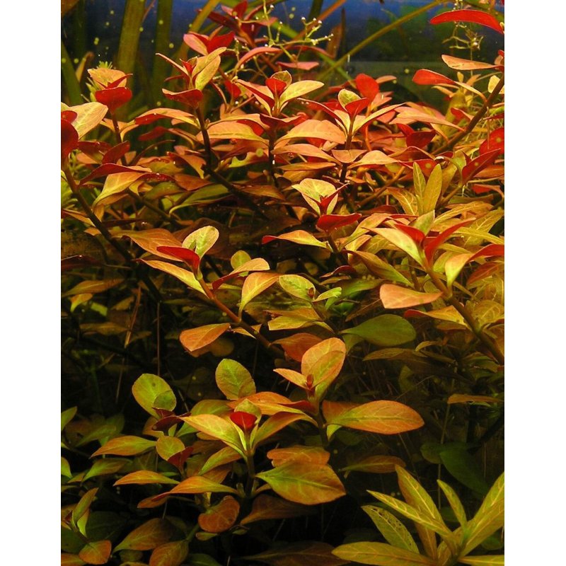 Ludwigia Repens TC Pot - Reddish Stem Plant for Planted Tanks