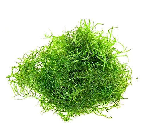 Moss For Aquascaping